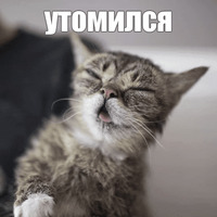 Котик Лил