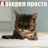 Котик Лил