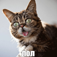Котик Лил