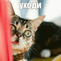 Котик Лил