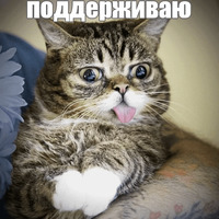 Котик Лил