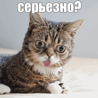 Котик Лил