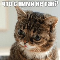 Котик Лил