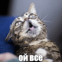 Котик Лил