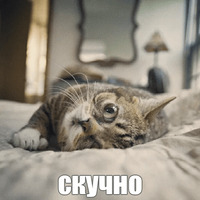 Котик Лил