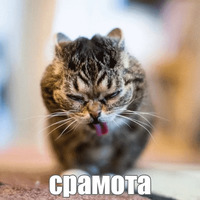 Котик Лил