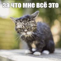 Котик Лил