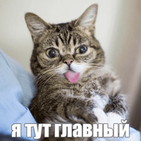 Котик Лил