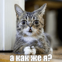 Котик Лил