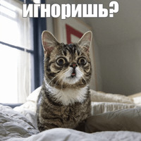 Котик Лил