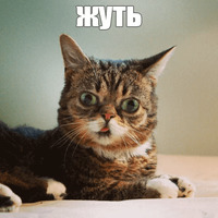 Котик Лил