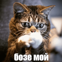 Котик Лил