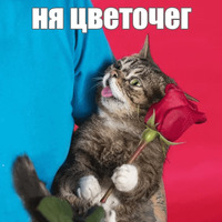 Котик Лил