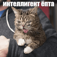 Котик Лил