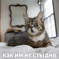 Котик Лил