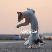 Лобстер
