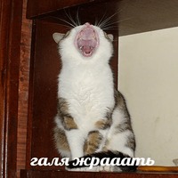 Лобстер