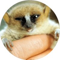 Милые лемурчики