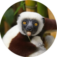 Милые лемурчики