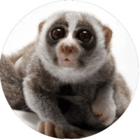 Милые лемурчики