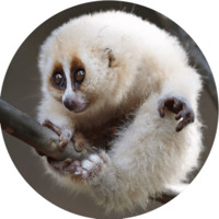 Милые лемурчики