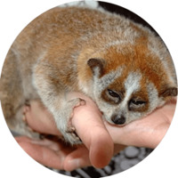 Милые лемурчики