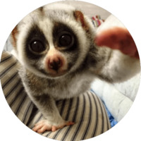 Милые лемурчики
