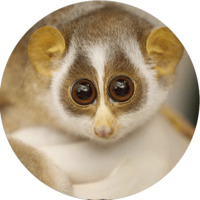 Милые лемурчики