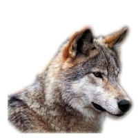 Lutovolk
