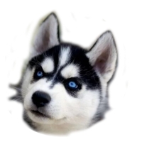 Lutovolk