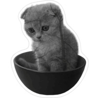 Котики-мемы