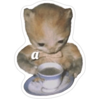 Котики-мемы