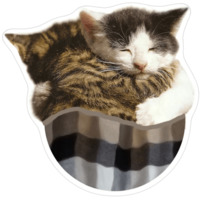 Котики-мемы