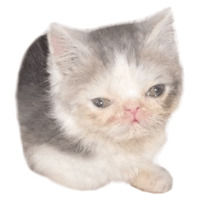 Котики-мемы