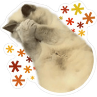 Котики-мемы