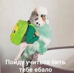 мєми про жівотних 2.0