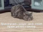 мєми про жівотних 2.0