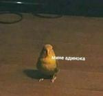 мєми про жівотних 2.0