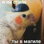 мєми про жівотних 2.0