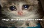 мєми про жівотних 2.0
