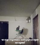 мєми про жівотних 2.0