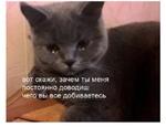 мєми про жівотних 2.0