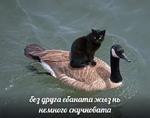 мєми про жівотних 2.0