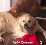 мєми про жівотних 2.0