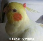 мєми про жівотних 2.0