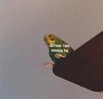 мєми про жівотних 2.0