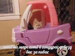 мєми про жівотних 2.0