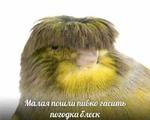 мєми про жівотних 2.0
