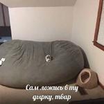мєми про жівотних 2.0