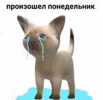 мєми про жівотних 2.0
